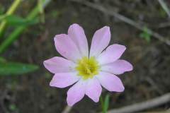 Plymouth Gentian (photo credits Tim Watts)