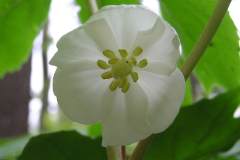 White Flower (photo credits Tim Watts)