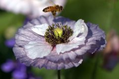 Honeybee on Gray Poppy  6-30-2021