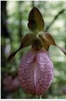 Pink lady's slipper