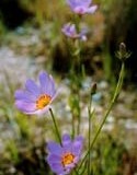 Plymouth Gentian