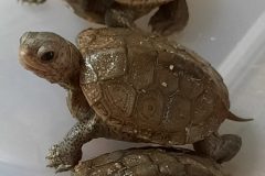 3-hatchlings1-scaled