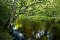 The Taunton River in Bridgewater, Massachusetts.  Summer. Recently designated a Wild ans Scenic River.