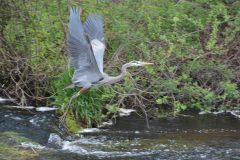 Blue-Herron Sally2022