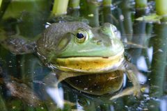 Frog, Taunton River