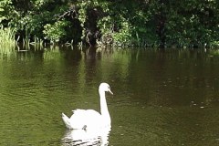 Swan, Taunton River