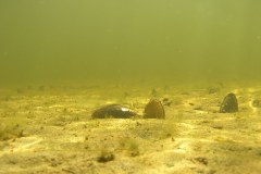 Underwater Photo of a clams, Taunton River (photo credits Tim Watts)