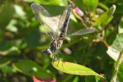 Dragon Fly, Taunton River                        (photo credits Tim Watts)