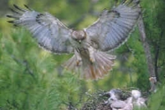 Red Tailed Hawk Nest