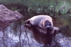 Seal Photo, Taunton River