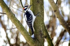 Downy Woodpecker, Bridgewater