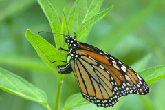 Female Monarch laying eggs 07-22-2018