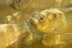 Underwater Photo of Fish, Taunton River (photo credits Tim Watts)