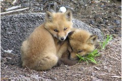 Pair of Baby Fox, Taunton River                (photo credits Tim Watts)