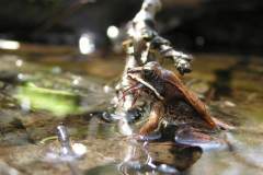 Frog, Taunton River (photo credits Tim Watts)