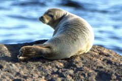 Harbor Seal - Shaws Boat Yard 01-05-2018